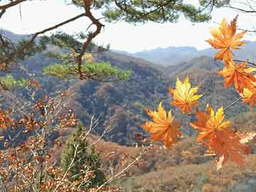 独家揭秘：探花视频全网热议，探花视频都是哪来的